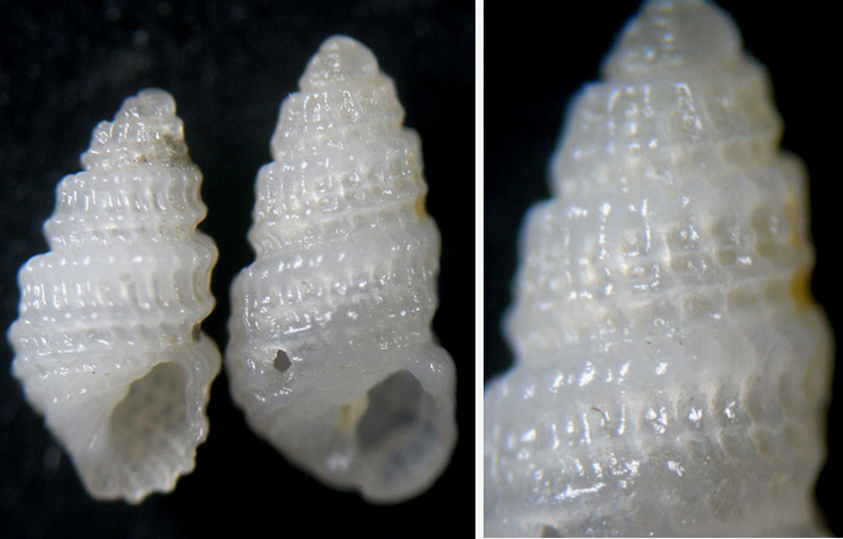 Folinella Excavata e Ghisotti